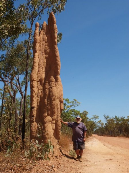 Hayvanların muhteşem mimarileri