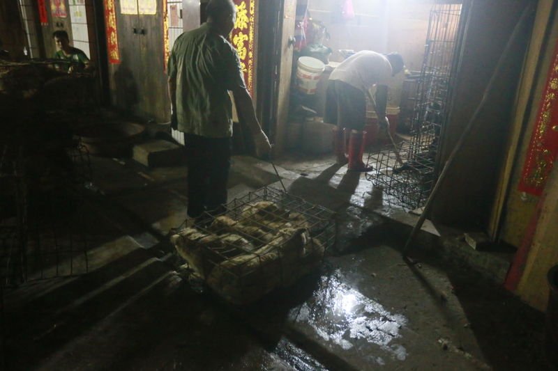 Çin'de köpek yeme festivali yapıldı