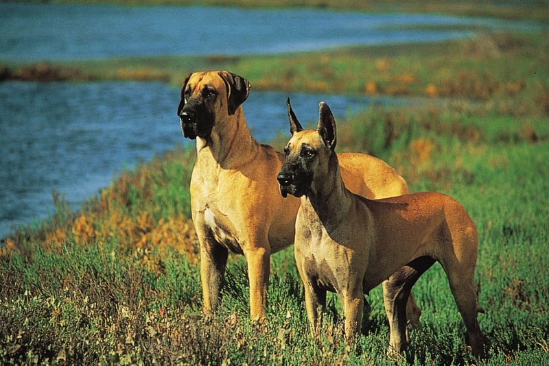 Dünyanın en tehlikeli 10 köpek ırkı - Dünya haberleri