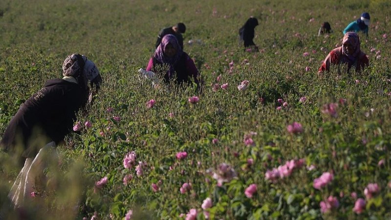 Turistlerin yeni gözdesi: Isparta gül bahçeleri