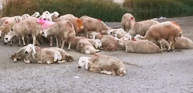 Kurbanlık satış fiyatları açıklandı
