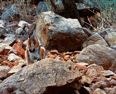 En iyi kamufle olan canlılar