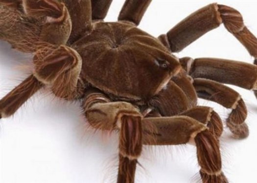 Kuşlarla beslenen tarantula