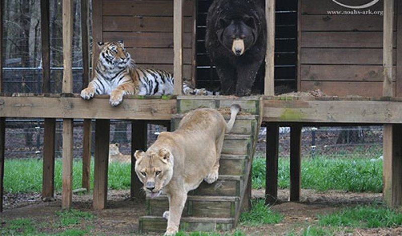 Yabani arkadaşlar 15 yıldır hiç ayrılmıyor