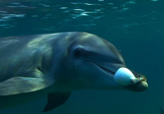 Hayvanların insanlara olan 14 benzerliği şaşırtıyor