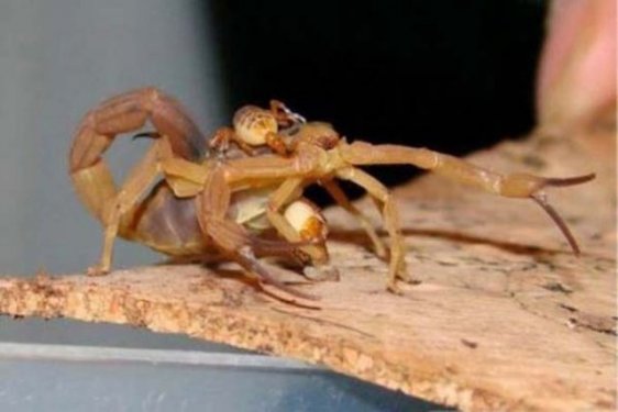 Dünyanın en zehirli hayvanı bakın nasıl çoğalıyor