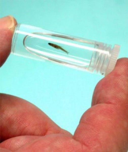 Evrim geçiren hayvanlar 