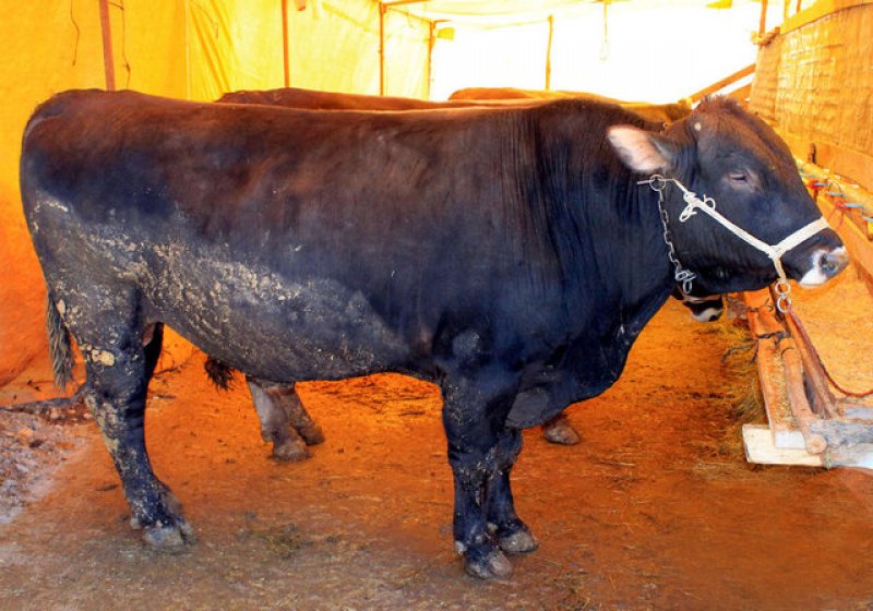 Kurbanlık satış fiyatları açıklandı