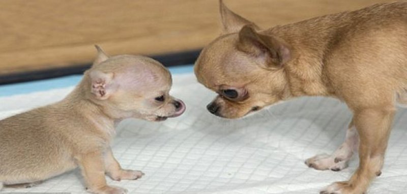 Dünyanın en küçük köpeği 7 santim boyunda