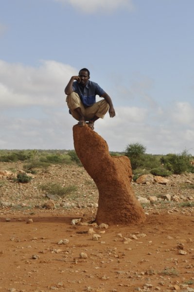 Hayvanların muhteşem mimarileri