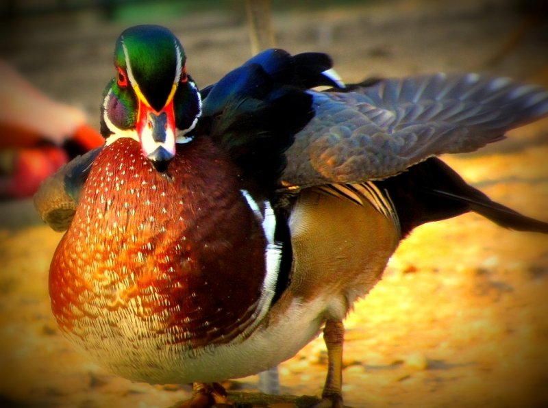 Birbirinden güzel 10 ördek türü
