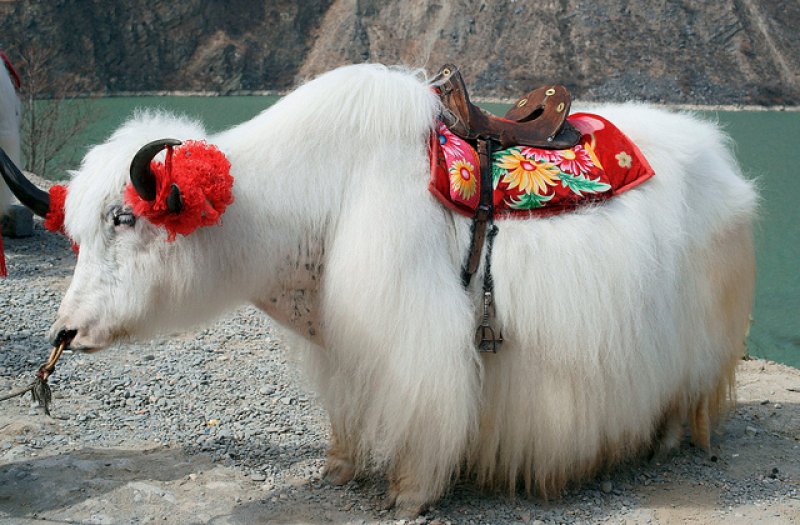 Yüksek karlı yaylaların hakimi Tibet sığırı