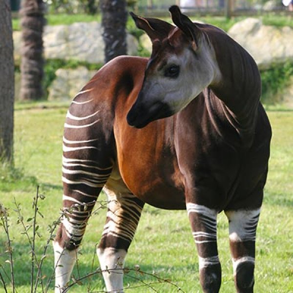 Okapi doğanın zarif hayvanları arasında
