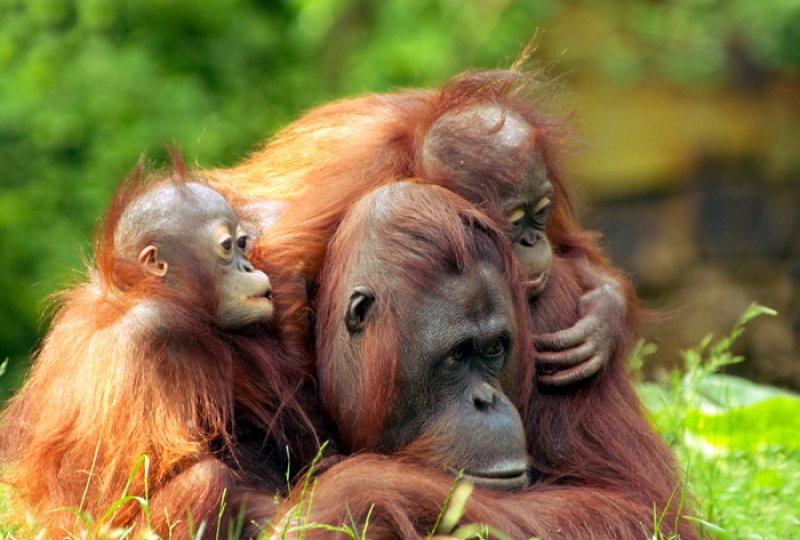 Nutella Palm yağı için orangutanları öldürüyor Nutella Palm yağı için orangutanları öldürüyor