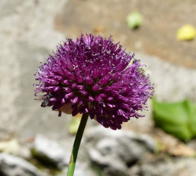 Sadece Türkiye'de yetişen endemik bitki türleri 