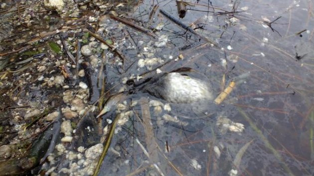 Simav Çayı kan ağlıyor