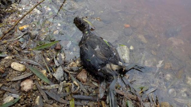 Simav Çayı kan ağlıyor