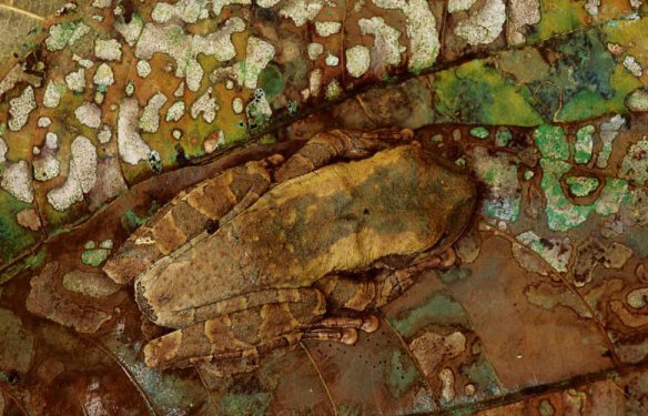 En iyi kamufle olan canlılar