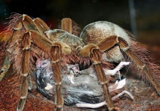 Kuşlarla beslenen tarantula