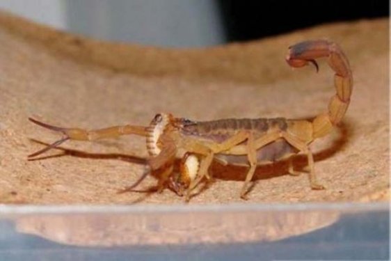 Dünyanın en zehirli hayvanı bakın nasıl çoğalıyor