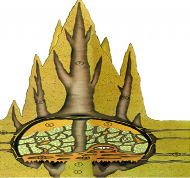 Hayvanların muhteşem mimarileri