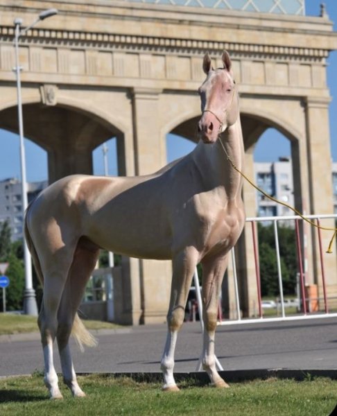 Dünyanın en güzel at cinsi: Ahal Teke