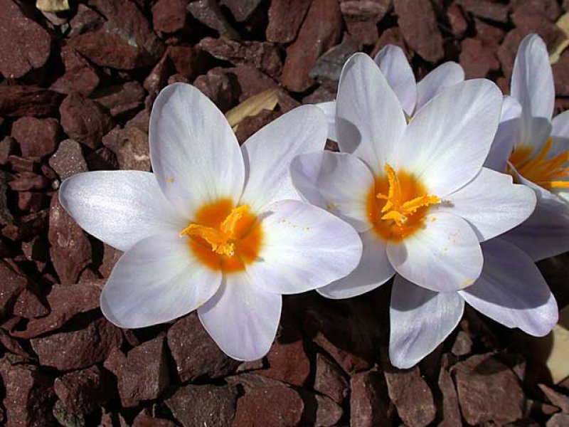 Sadece Türkiye'de yetişen endemik bitki türleri 