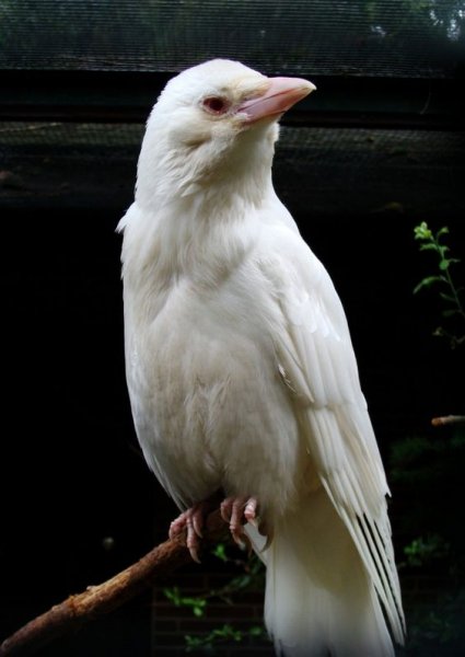 Siyahın asaletini yansıtan kuş: Karga