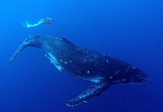 Hannah kendini deniz kızı sanıyor