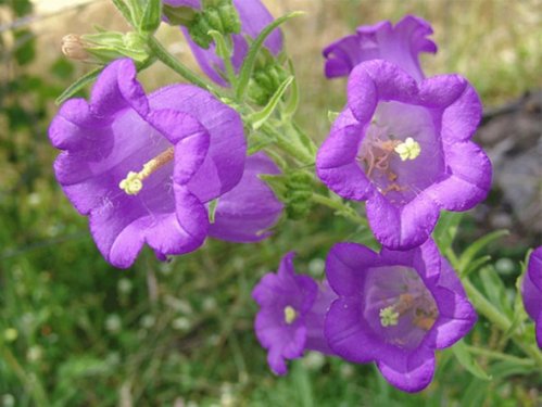 En güzel çiçekler