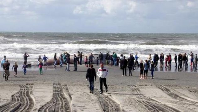 Dev balina kıyıya vurdu