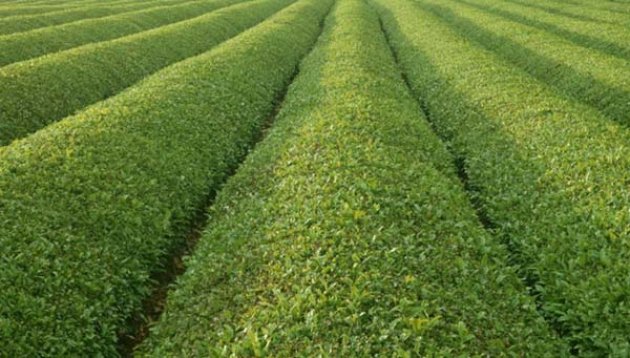 Peygamberlerin meslekleri