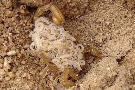 Dünyanın en zehirli hayvanı bakın nasıl çoğalıyor