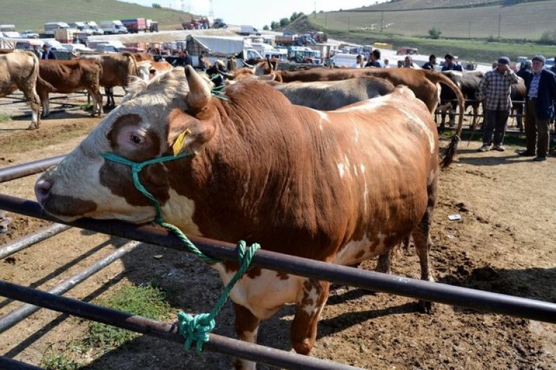 Kurbanlık satış fiyatları açıklandı