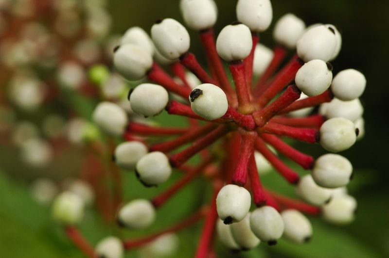 Nadir görülen ilginç bitkiler