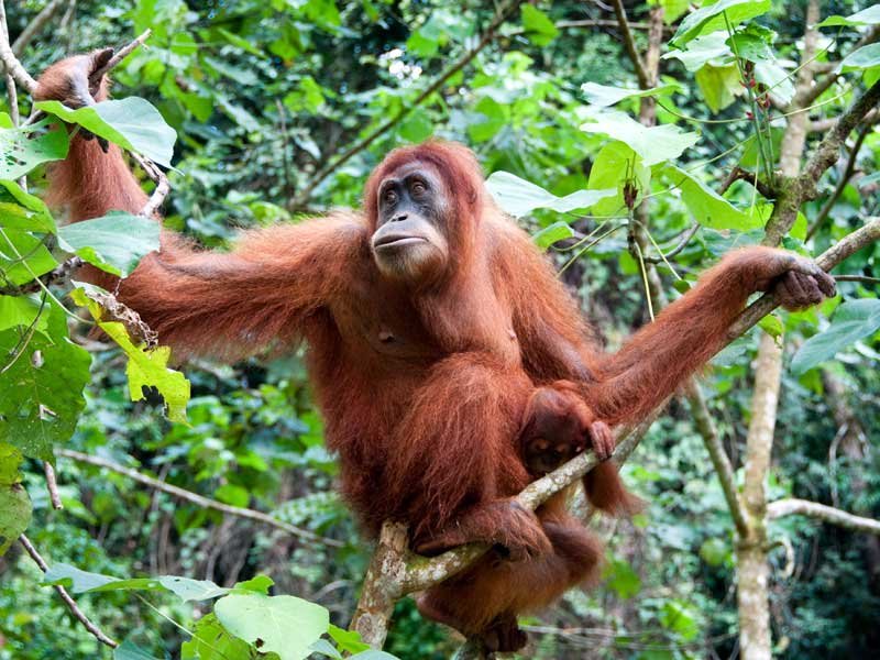 Nutella Palm yağı için orangutanları öldürüyor Nutella Palm yağı için orangutanları öldürüyor