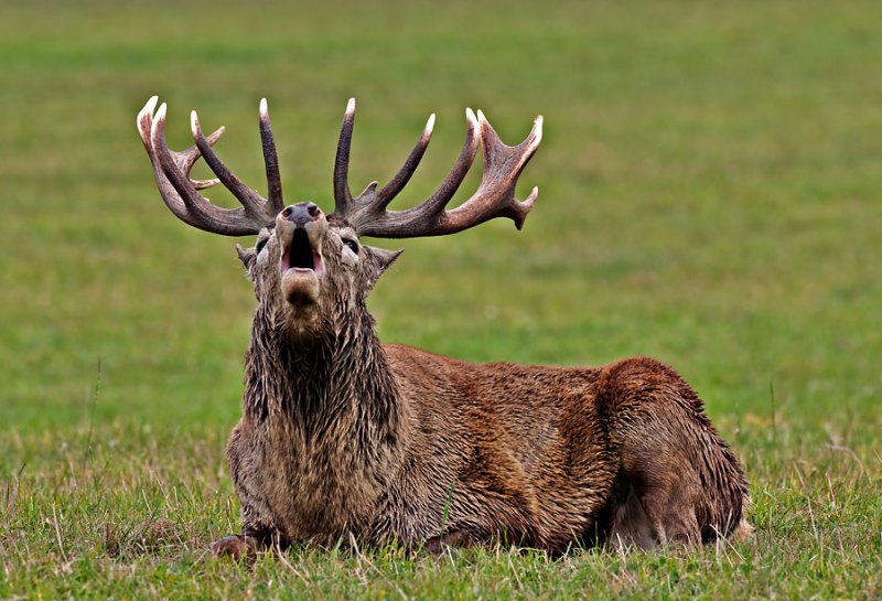 Dünyanın en büyük geyiği: Kızıl geyik 