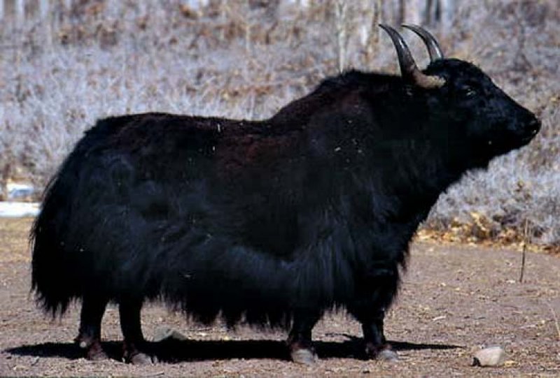 Yüksek karlı yaylaların hakimi Tibet sığırı