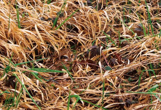 En iyi kamufle olan canlılar