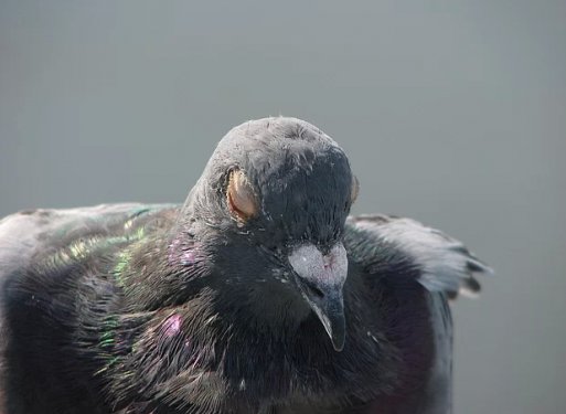 Hayvanların insanlara olan 14 benzerliği şaşırtıyor