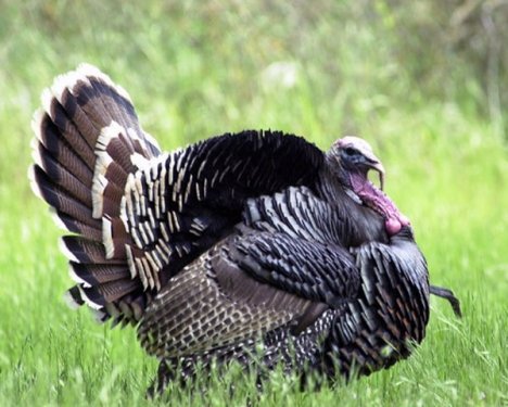 İngilizce'de hindiye niçin Turkey deniliyor