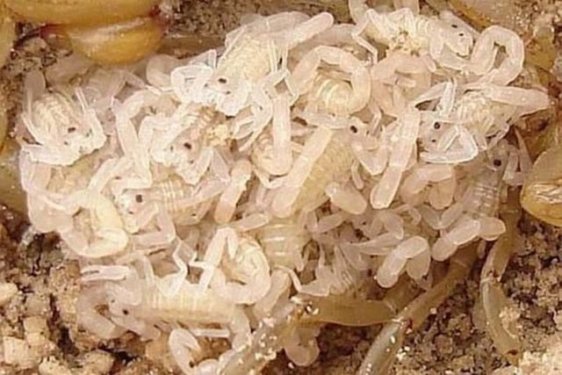 Dünyanın en zehirli hayvanı bakın nasıl çoğalıyor