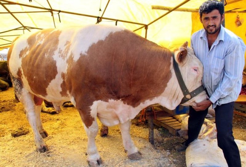 Kurbanlık satış fiyatları açıklandı