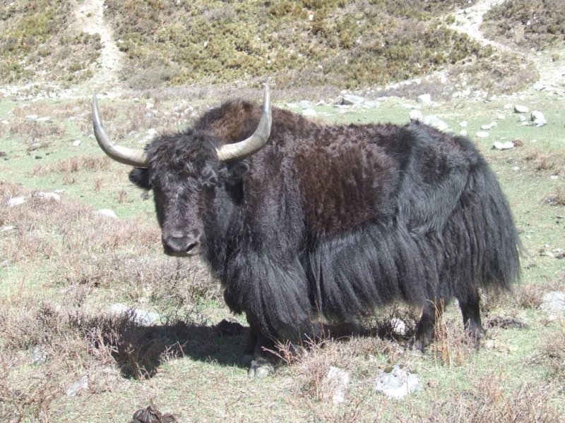 Yüksek karlı yaylaların hakimi Tibet sığırı