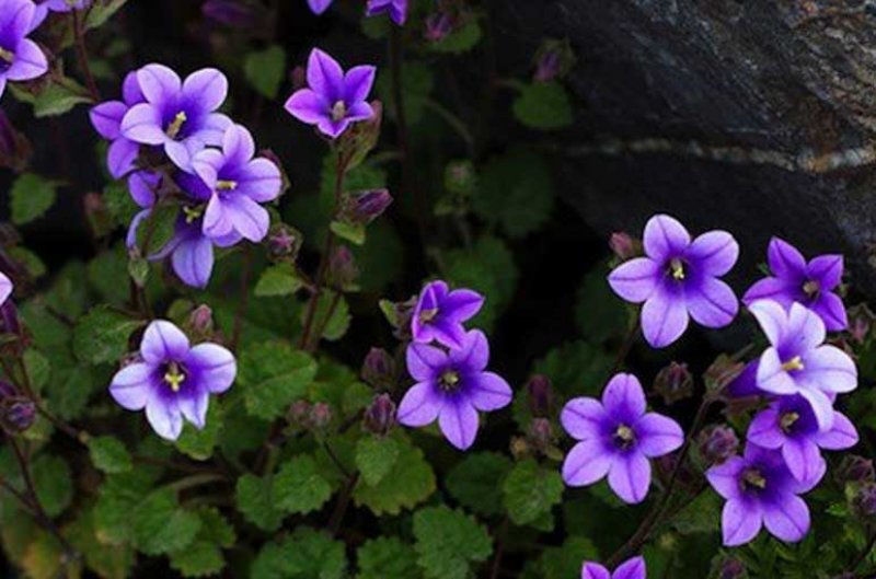 Sadece Türkiye'de yetişen endemik bitki türleri 