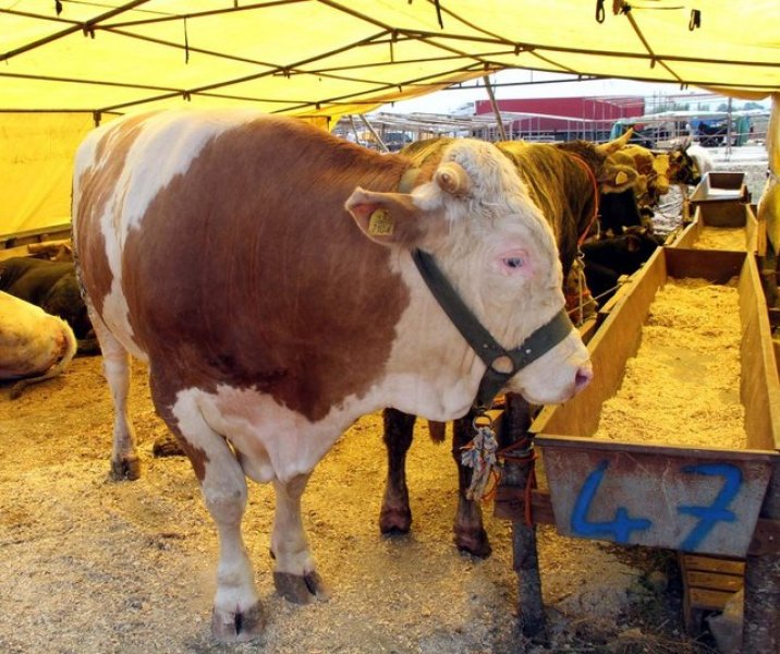 Kurbanlık satış fiyatları açıklandı