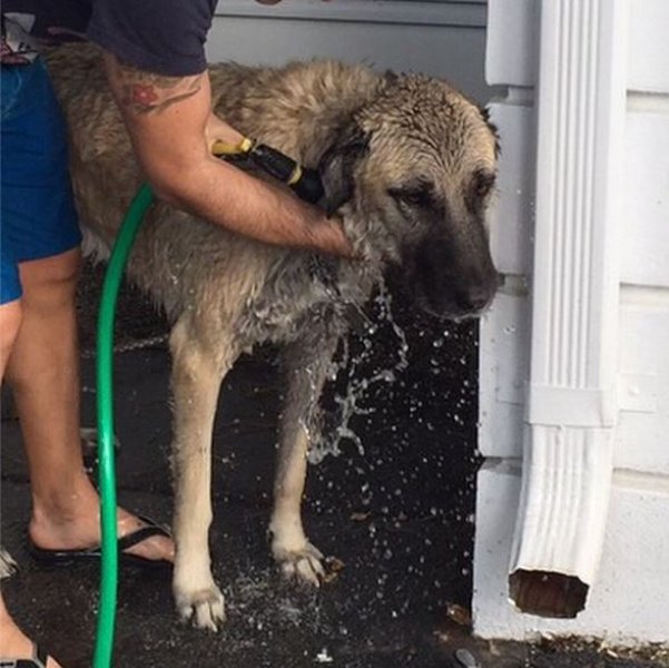 Adriana Lima Kangal aldı