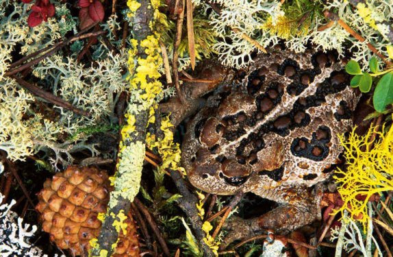 En iyi kamufle olan canlılar