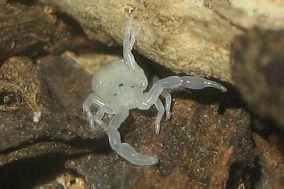 Dünyanın en zehirli hayvanı bakın nasıl çoğalıyor