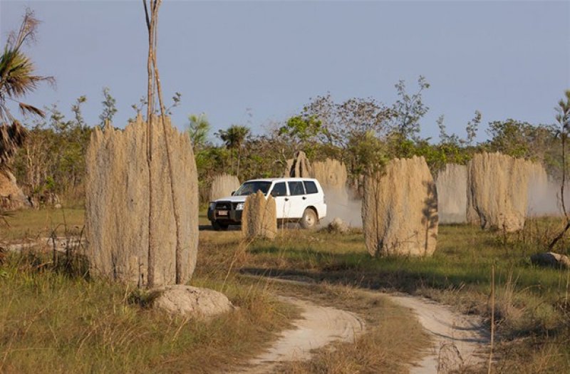 Hayvanların muhteşem mimarileri